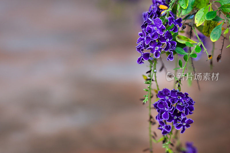 金色露珠(Duranta Repens)开花紫色紫罗兰灌木背景